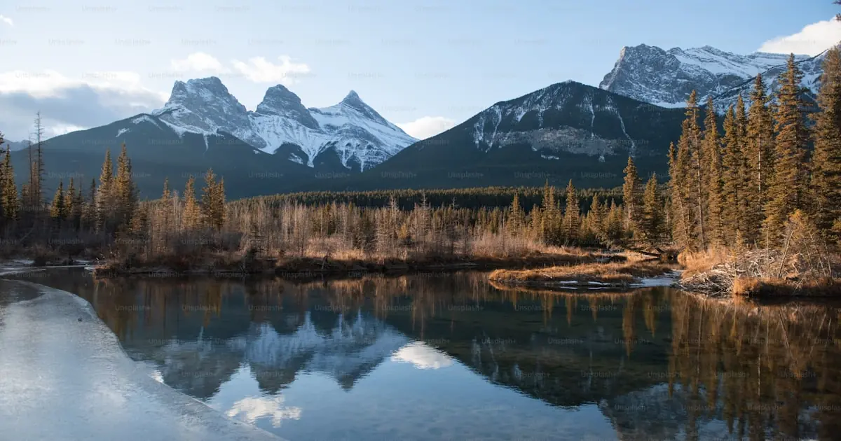 Pet travel to Canada: entry requirements (2026)