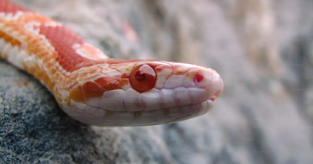 ¿Es legal una serpiente de maíz en Australia? Guía 2026