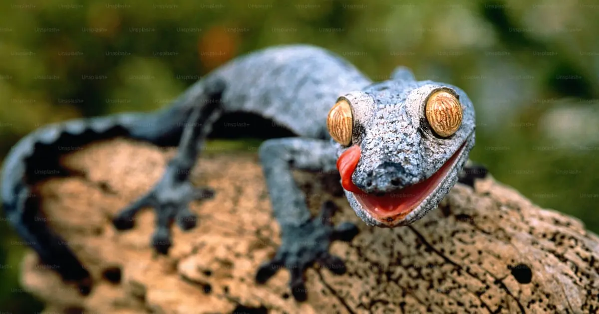 ¿Es legal un gecko en España? Guía 2026
