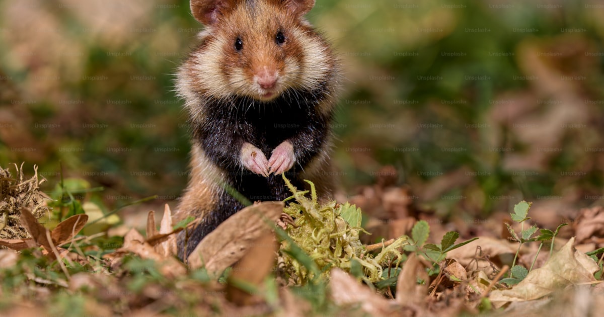 Is a Hamster Legal in New Zealand? 2026 Guide