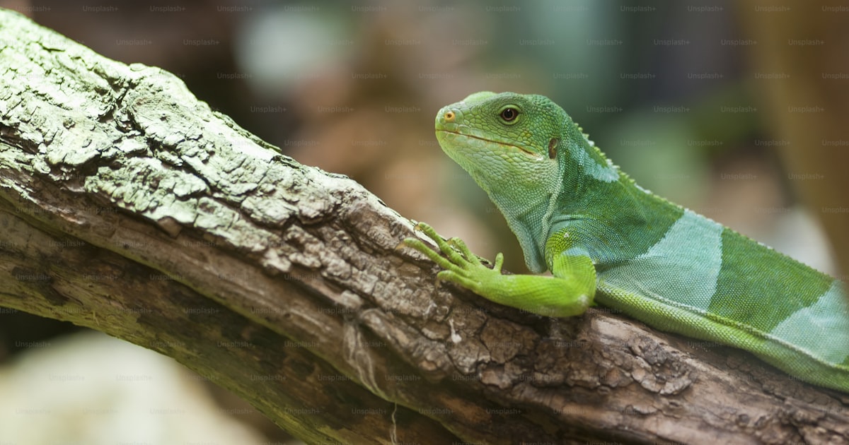 ¿Es legal una iguana en España? Guía 2026
