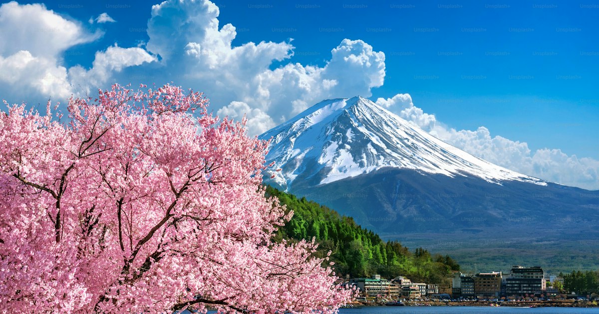 Taking a Cat to Japan