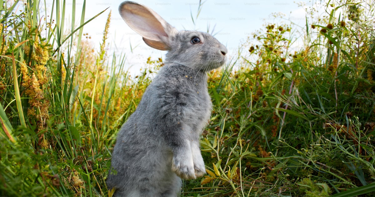 ¿Es legal un conejo en Alemania? Guía 2026